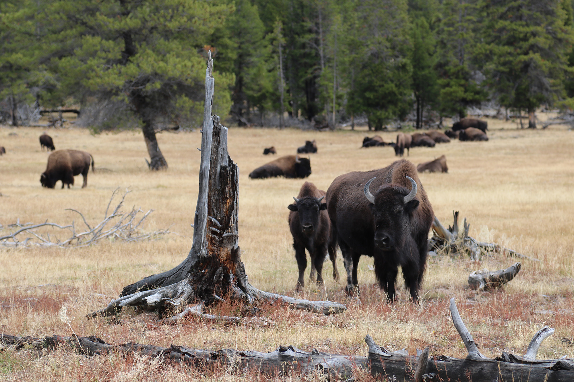BISON IN YELLOWSTONE NATIONAL PARK, WYOMING, USA